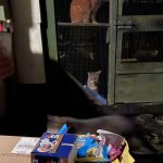 phoca_thumb_m_sbrka pro koiky 4 Fotogalerie